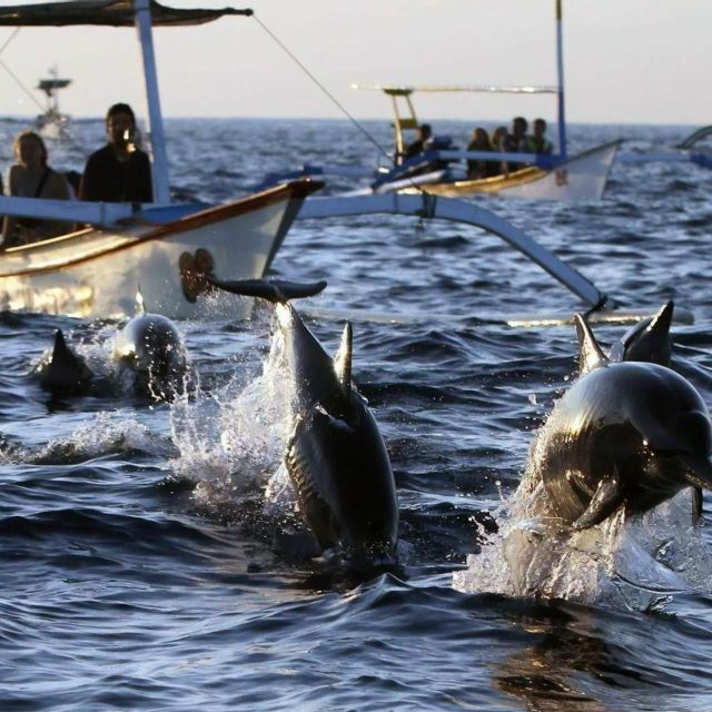Lovina Beach: Sunrise Dolphin-Watching and Snorkeling Cruise - Experience