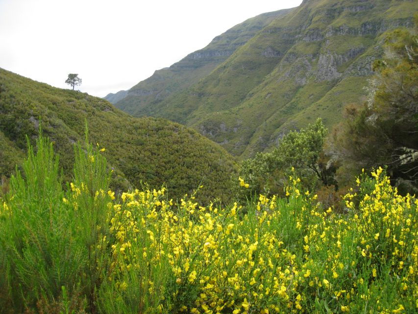 Madeira: Guided Full-Day Rabaçal Walk