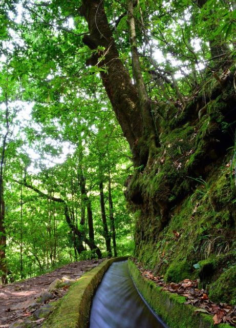 Madeira: Walking Tour Levada Do Rei/Ribeiro Bonito - Good To Know