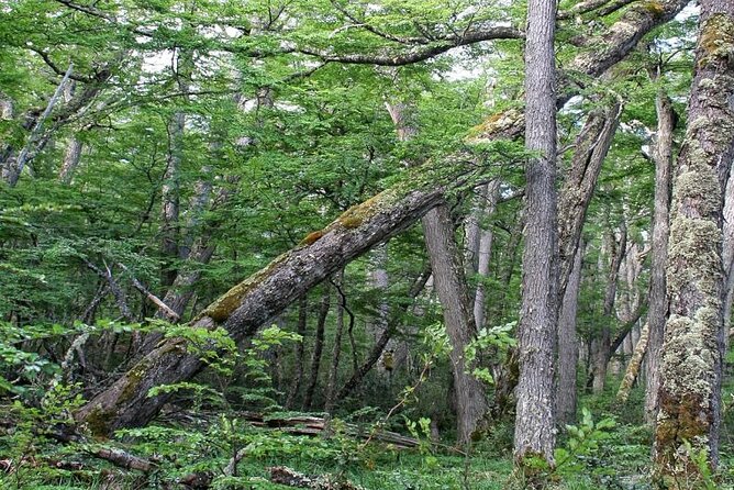 Magallanes National Reserve Hiking From Punta Arenas