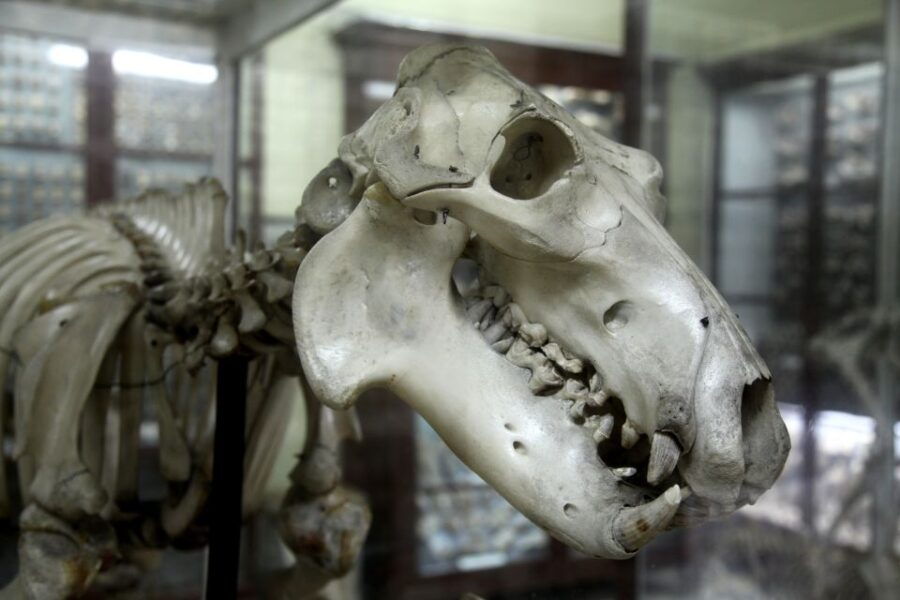 Malta: Prehistoric Temples and Highlights of the South - Prehistoric Temples in Malta