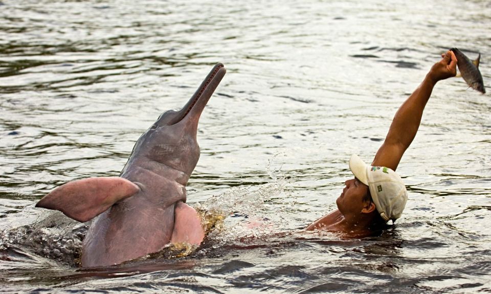 Manaus: Guided Amazon Dolphins Day Trip With Boat and Pickup