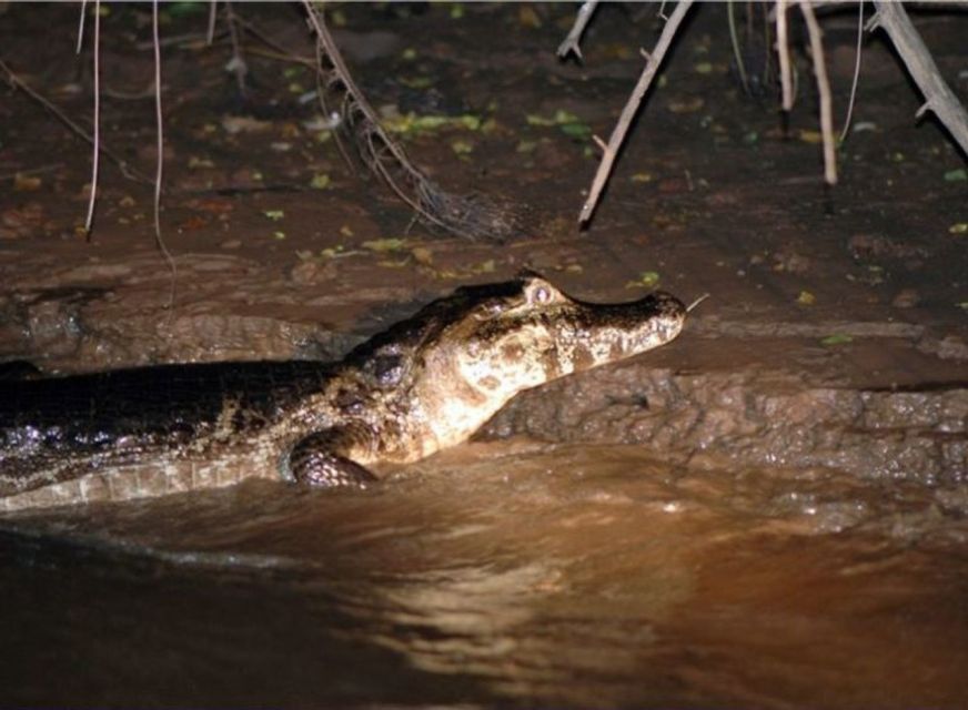 Manaus: Piranha Fishing and Alligator Watch Evening Tour - Activity Details