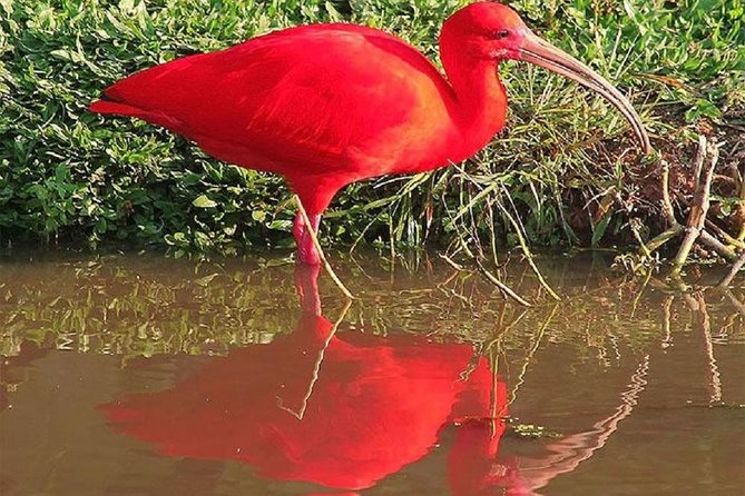 Mangrove Adventure: Birds, Fauna, and Flora