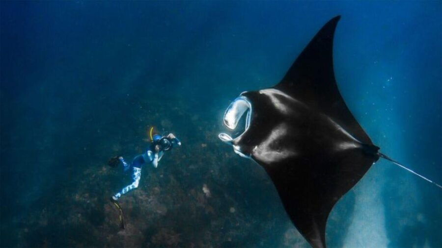 Manta Point or Manta Bay Trip Tomorrow - Good To Know