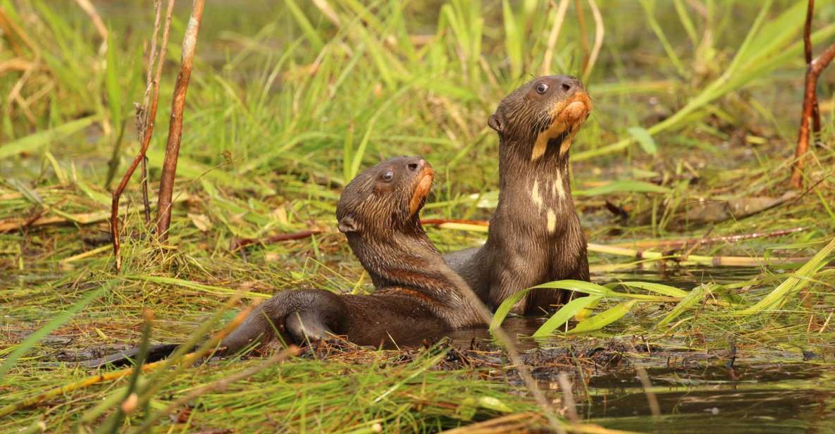 Manu Jungle Excursion 3D Cloud Forest, Night Hike - Good To Know