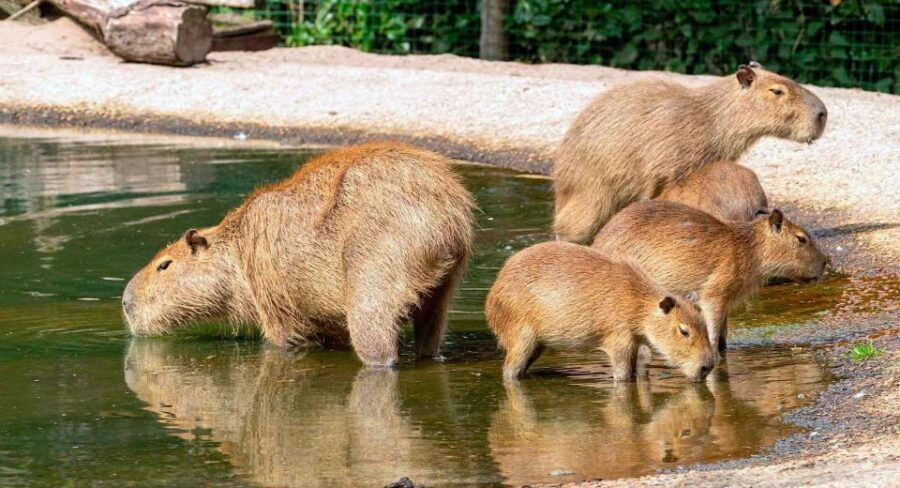 Manu National Park 3 Days - Good To Know