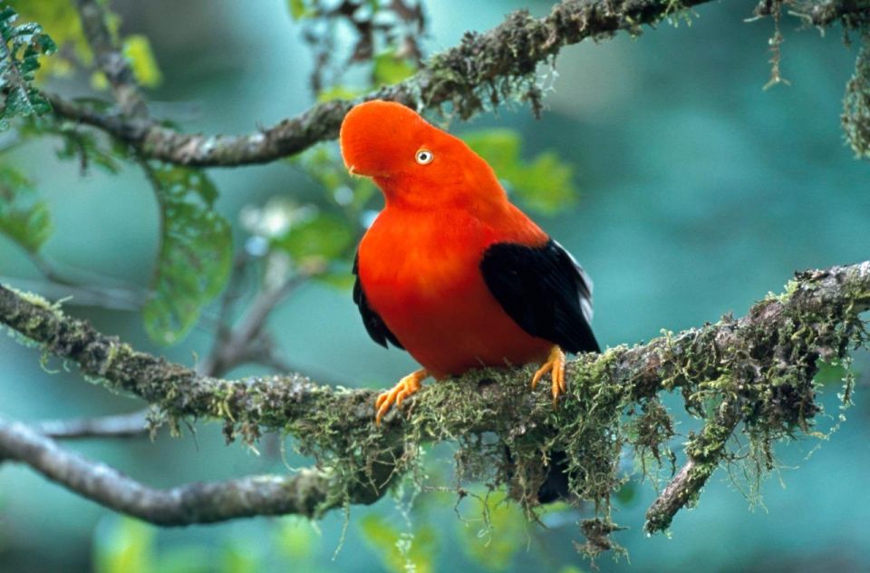 Manu National Park 4D/3N Ecotourism and Adventure - Good To Know