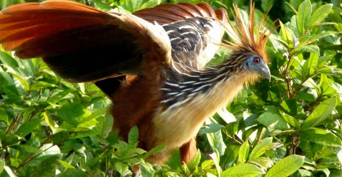 Manu National Park Reserved Zone 7 Days - Good To Know