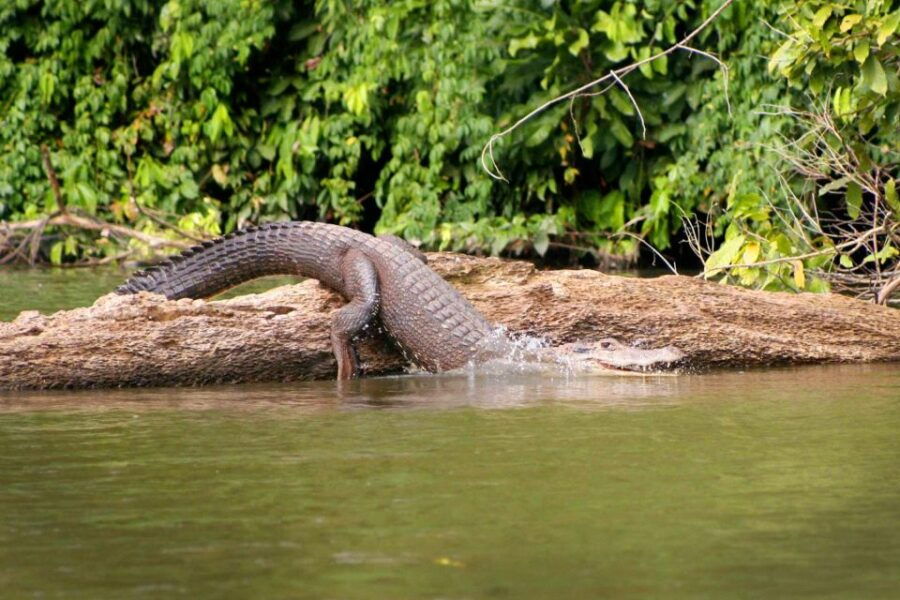 Manu National Park Tour 3 Days - Good To Know