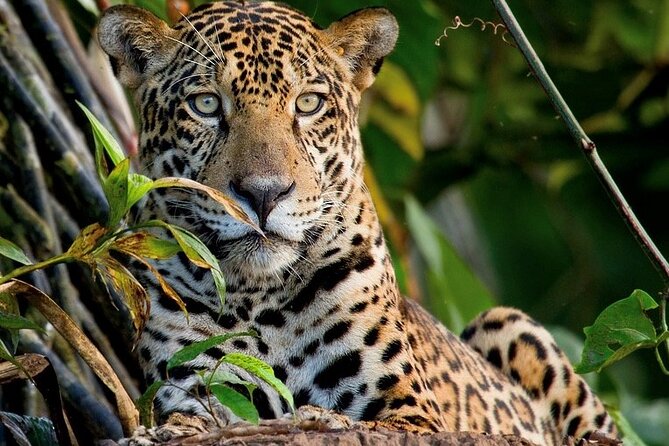 Manu Reserve Zone Tour Jaguar and Macaw Clay Lick 7days - Itinerary Overview