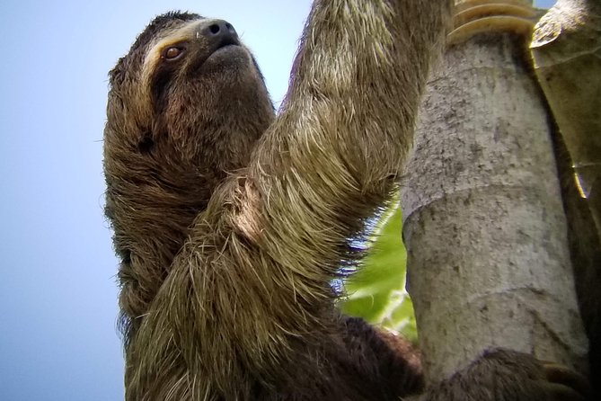 Manuel Antonio Park Nature Guided Tour