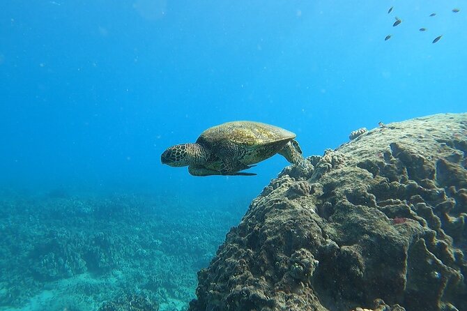 Marine Ecology Snorkel From Electric Beach Oahu - Tour Overview