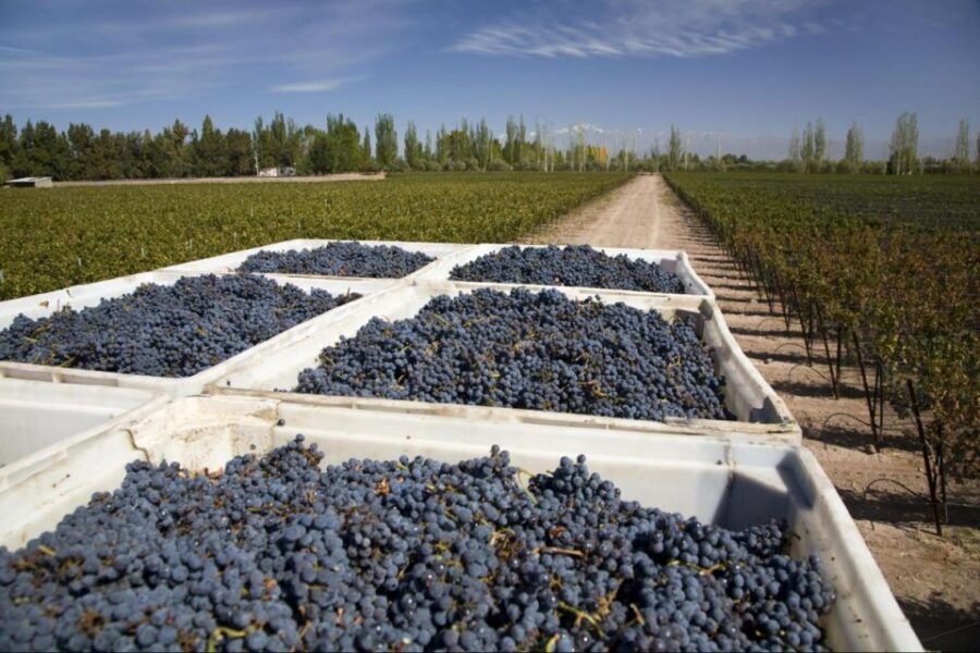 Mendoza: Wine Roads Half‐Day Tour With Regional Lunch