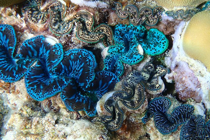 Morning Snorkeling Shared Boat Tour in Bora Bora - Tour Highlights, Reviews, and Guide Expertise