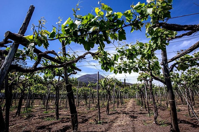 Mount Vesuvius & Wine Tasting With Lunch Private Tour