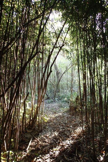 Navigation in Tigre - Buenos Aires - Semi Private Tour - Navigation Experience