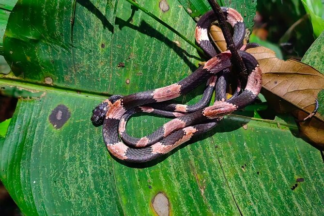 Night Adventure: Explore Manzanillo Refuge Under Stars - Good To Know