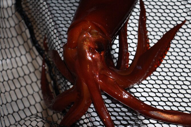 Nightly Squid Fishing – Private Tour