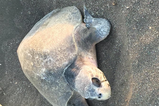 Nocturnal Turtles Watching at Minas Beach Near Tamarindo