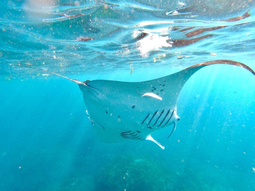 Nusa Penida : Explore the Underwater Beauty With Snorkeling