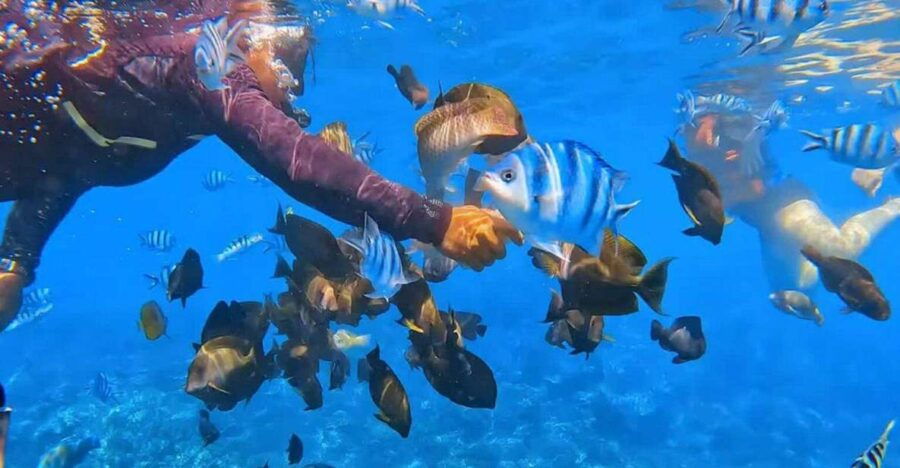 Nusa Penida Manta Ray Encounter: Bali's Ultimate Snorkeling - Good To Know