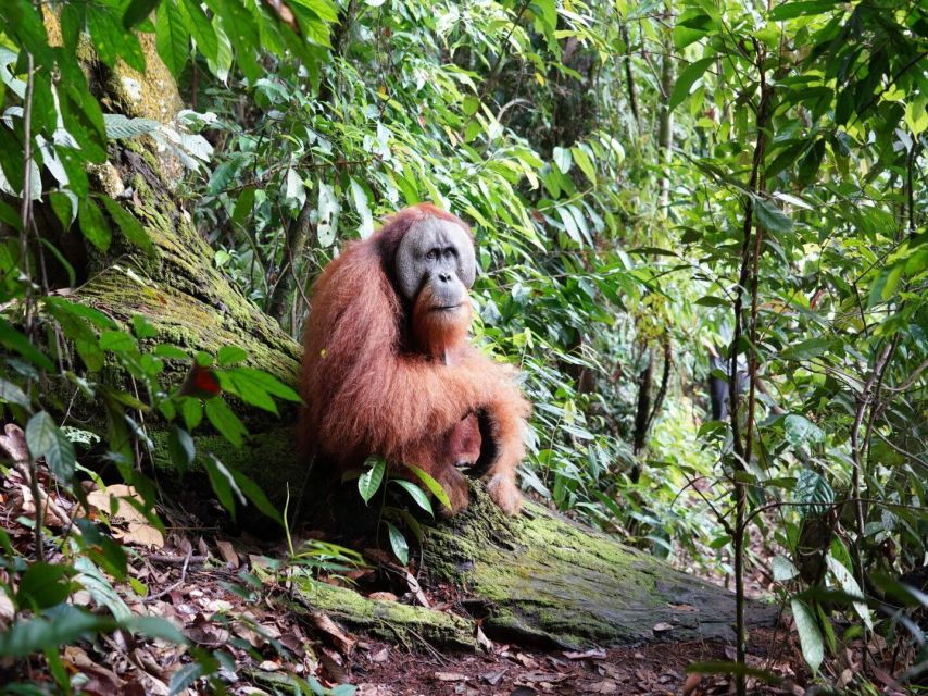 Orangutan Expedition From Bukit Lawang: Connect With Nature - Good To Know