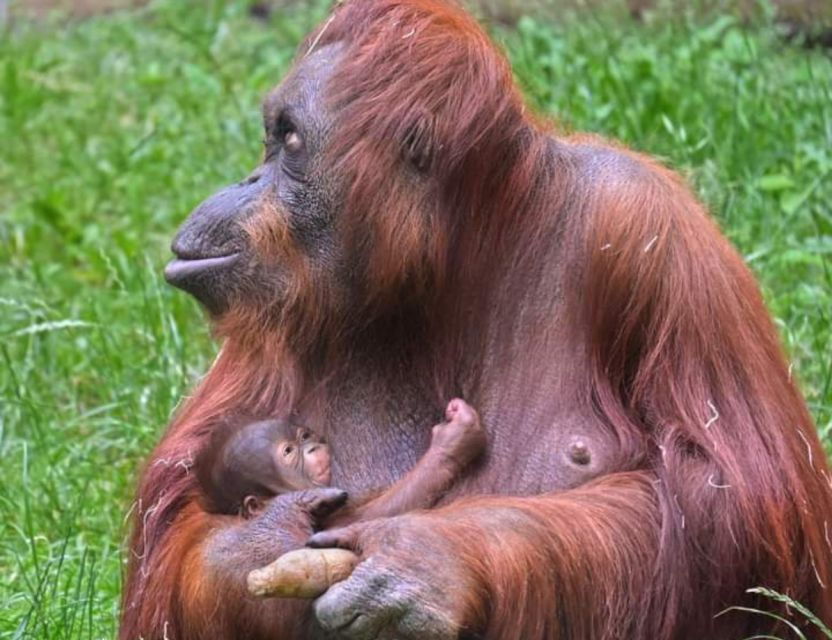 Orangutan Tour : Jungle Trekking in Sumatra - Good To Know