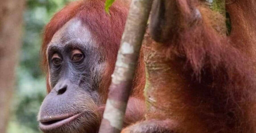 Orangutan Trip: Exploring Wildlife in the Jungle - What to Bring