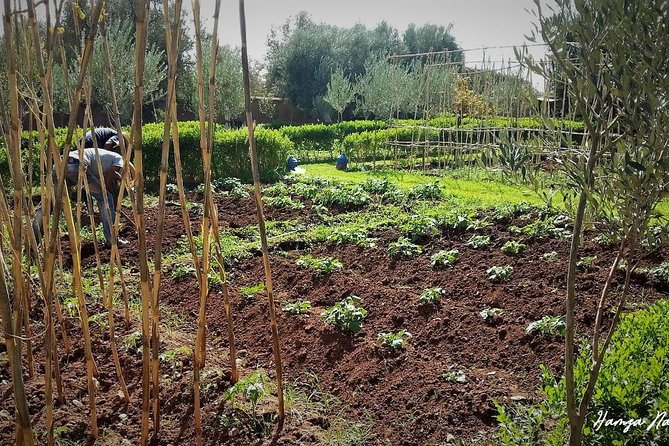 Organic Moroccan Cooking Class With Chef TARIK - Organic Farm Location