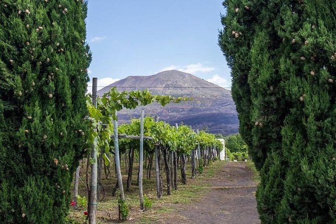 Organic Wine Tasting & Lunch on Vesuvius With Transfer From Amalfi Coast