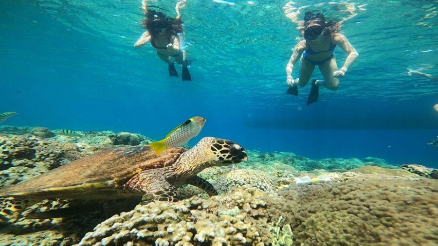 Ozzy Snorkeling 3 Islands