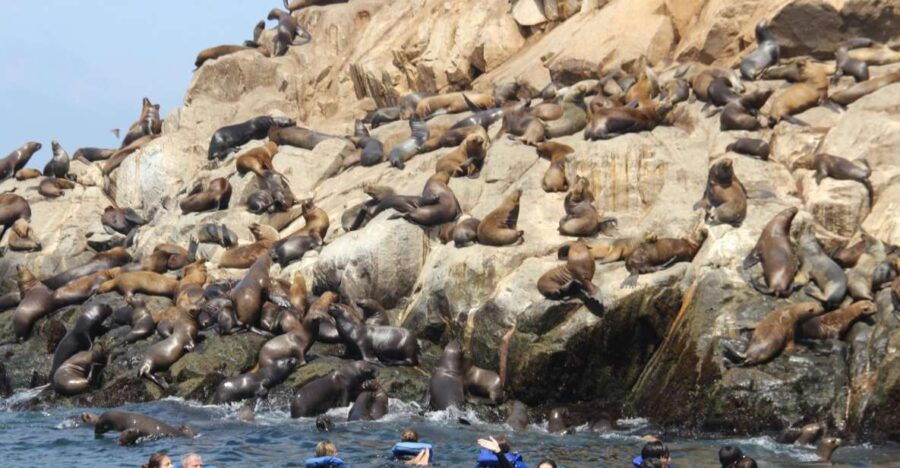 Palomino Islands: Swim With Sea Lions in the Pacific Ocean - Good To Know