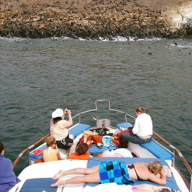Palomino Islands Yacht Tour and Swim Alongside the Sea Lions - Good To Know