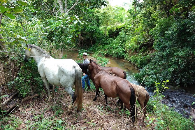 Panama City Horseback Tour: Customize Your Adventure - Good To Know