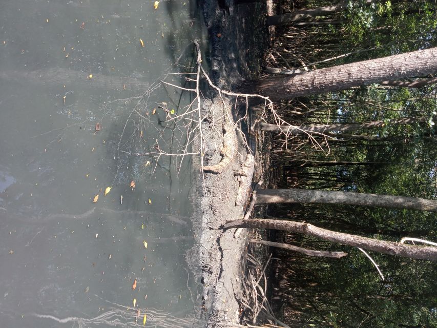 Pantanal of Rio De Janeiro - Inclusions