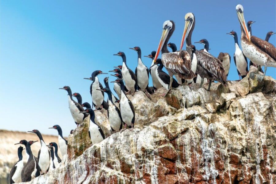 Paracas: Short Excursion to Ballestas Island Sea Lions