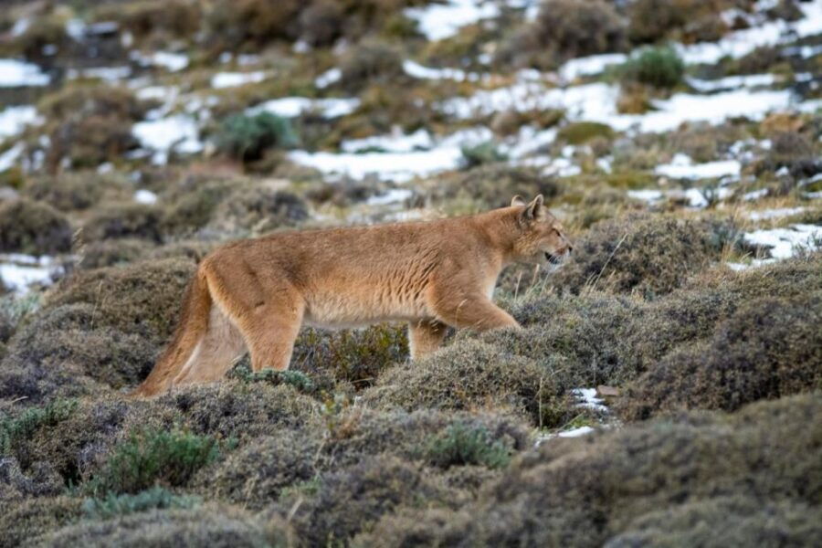 Patagonia Nature Explorer: 7 Day Tour All Inclusive - Good To Know
