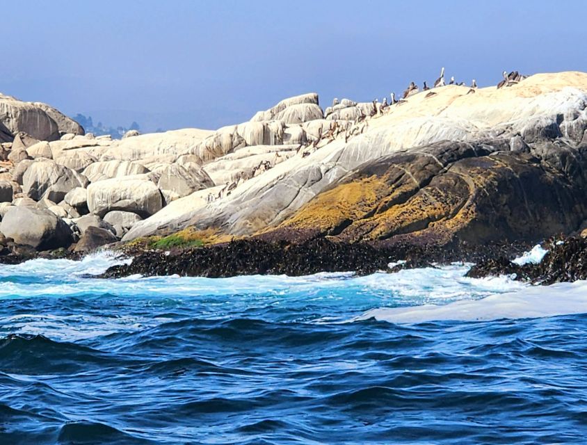 Penguins Watching Cachagua Island – Zapallar From Valparaiso