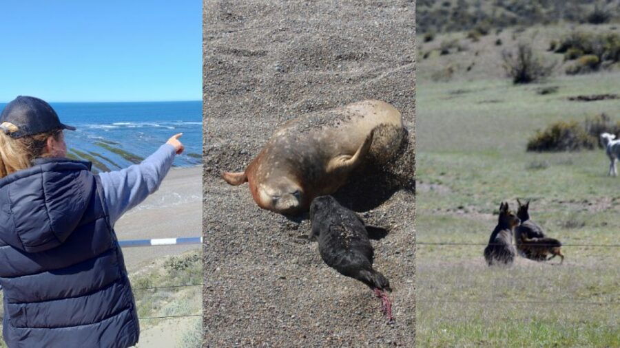 Peninsula Valdes: Shore Excursion for Cruise Passengers - Booking Information