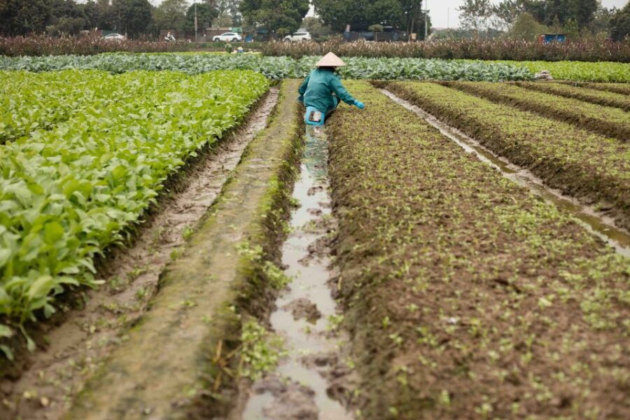 Photo Tour: Hanoi Rice Fields - Good To Know