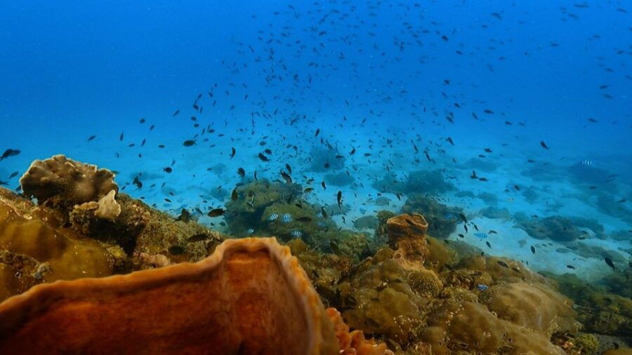 Phu Quoc Island: Scuba Diving