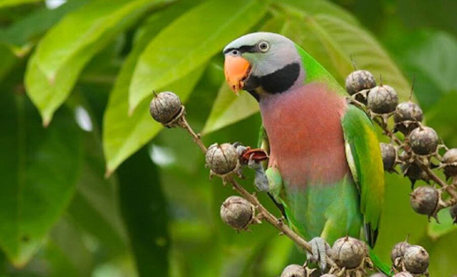 Phu Quoc: Vinpearl Safari Park Entry Ticket