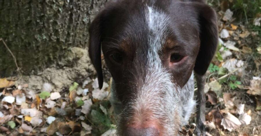 Piedmont: Truffle Hunting