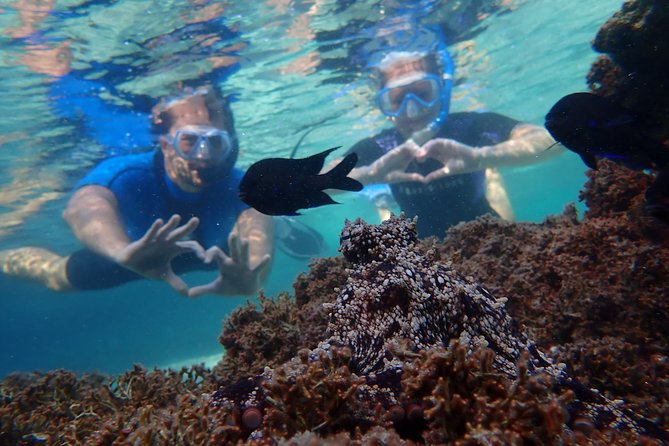 Porto Santo Snorkeling Tour - Directions for Booking and Participation