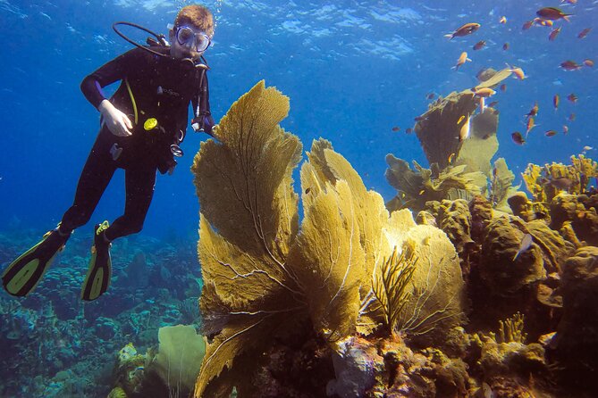 Private 2 Tank Guided Experience in Curaçao for Certified Divers - Good To Know