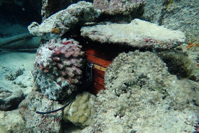 Private 4 Hours Reef Discovery Luxury Private Treasure Hunt in Bora Bora - Important Information