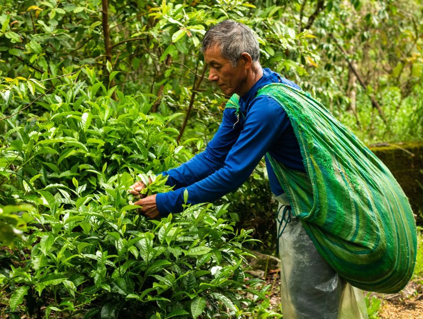 Private Chocolate Tour in Huayopata - Tour Experience and Highlights