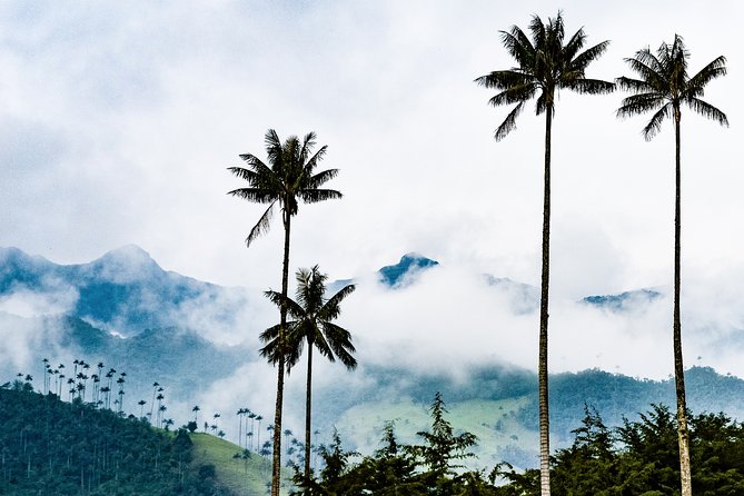 Private Day Trip Explores Cocora Valley and More