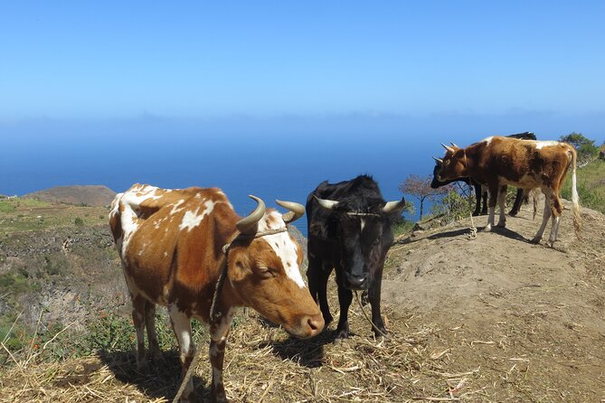 Private Day Trip to Santo Antao With Lunch